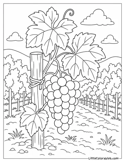 A Bunch of Grapes Tied to a Short Wooden Stake in a Vineyard Coloring Page