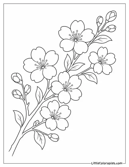 A Cherry Blossom Branch Against a Clean Empty Background Coloring Page