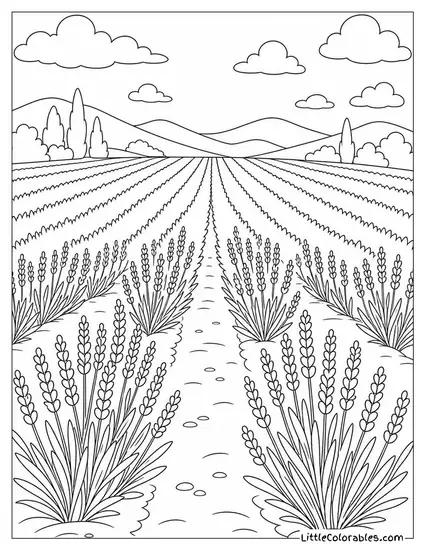 A Field of Lavender in Neat Rows to the Horizon Coloring Page