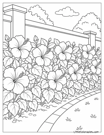 A Hibiscus Hedge in Full Bloom Along a Garden Wall Coloring Page