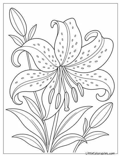A Lily Bloom with Curved Reflexed Petals Fully Open Coloring Page