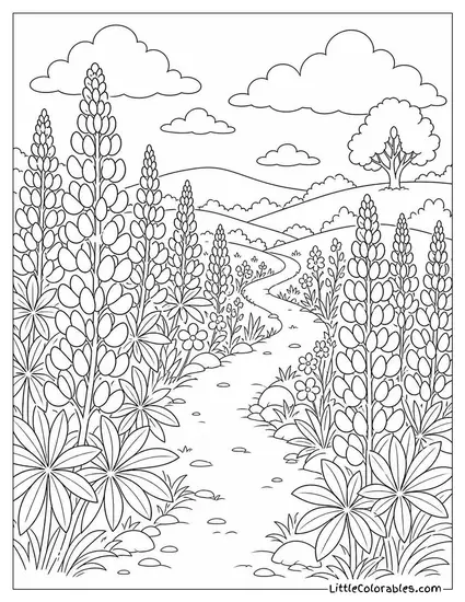 A Meadow Path Bordered by Tall Flowering Lupins Coloring Page