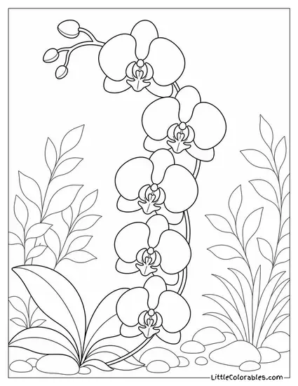 A Moth Orchid Stem with Five Open Blooms Cascading Downward Coloring Page