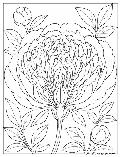 A Peony Bloom Cross Section Showing Dense Inner Petal Structure Coloring Page