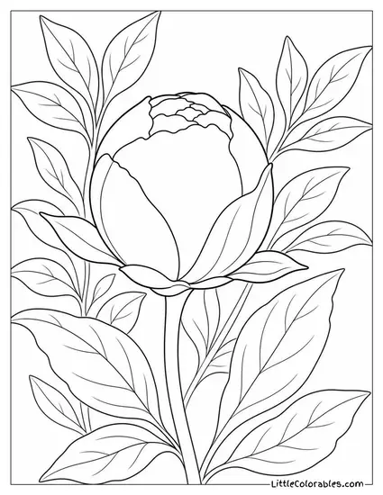 A Peony Bud Tightly Closed with Sepals Still Wrapped Around it Coloring Page