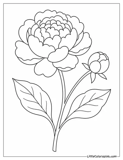 A Peony Stem with One Bloom One Bud and Two Leaves Coloring Page