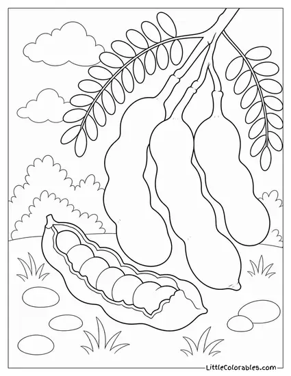 A Tamarind Pod Broken Open Beside Three Whole Pods Coloring Page