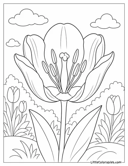 A Tulip Bloom Split Open Showing Stamens and Pistil Coloring Page