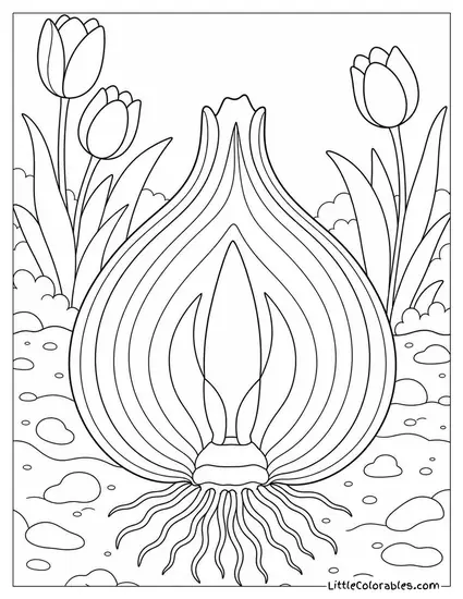 A Tulip Bulb Cross Section Showing its Layers Coloring Page