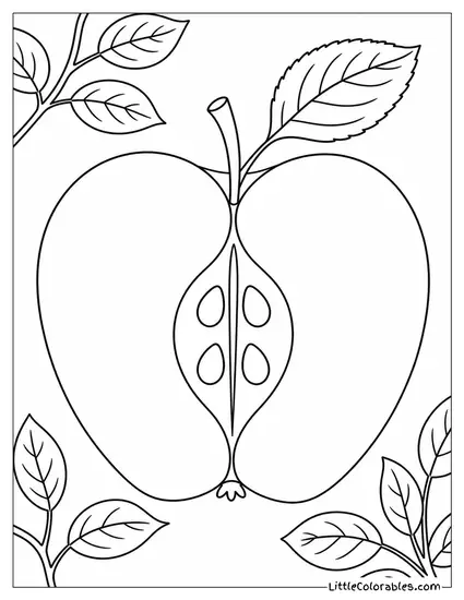 Clean Cross Section of an Apple Showing the Core Coloring Page