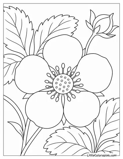Close Up of a Single White Strawberry Blossom With a Small Center Coloring Page