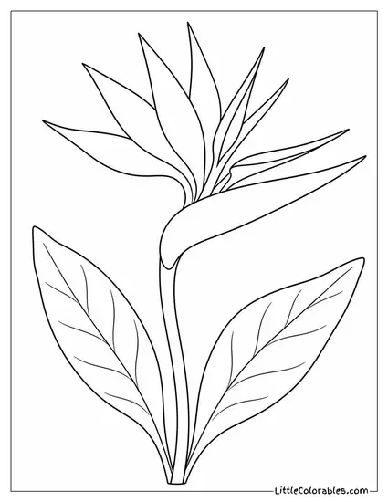 Single Bird of Paradise Flower Against a Plain Background Coloring Page