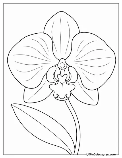 Single Black Orchid Bloom Against a Plain Pale Background Coloring Page