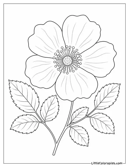 Single Bloom Pressed Flat as a Delicate Botanical Print Coloring Page