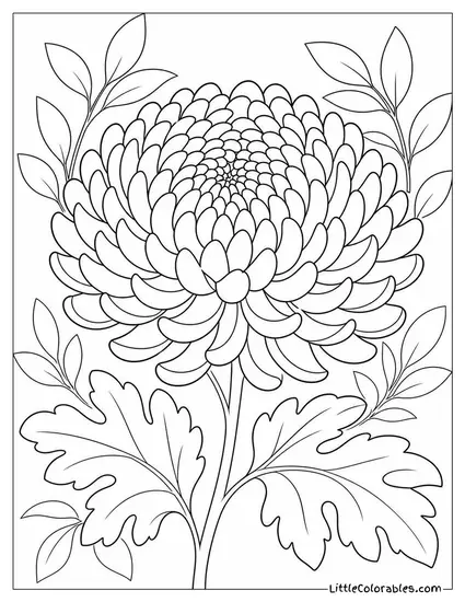 Single Chrysanthemum Bloom with Tightly Layered Petals Coloring Page