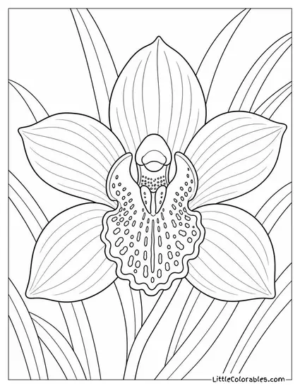 Single Cymbidium Orchid Bloom with Spotted Center Detail Coloring Page