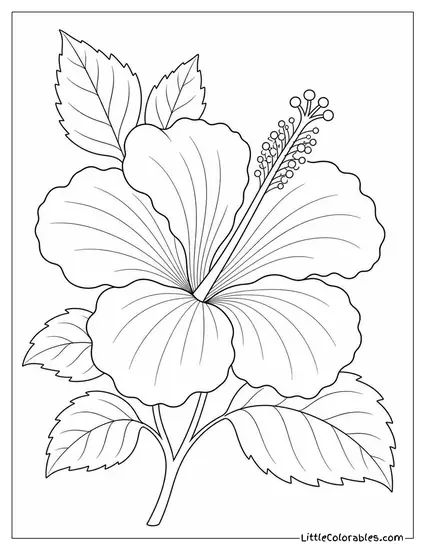 Single Hibiscus Bloom Pressed Flat as a Botanical Print Coloring Page