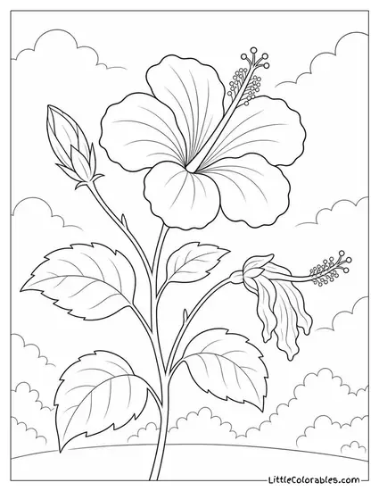 Single Hibiscus Stem with a Bud a Bloom and a Spent Flower Coloring Page