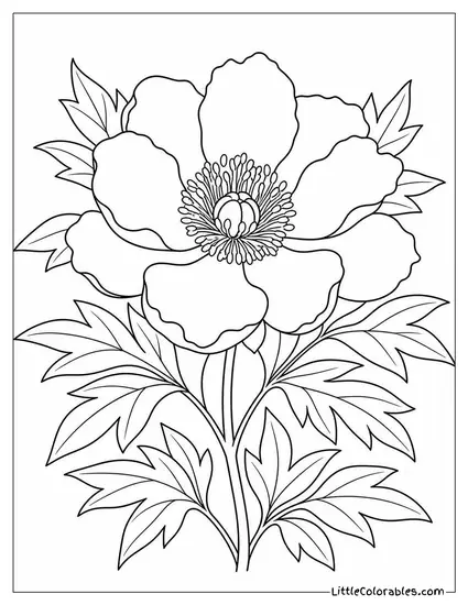 Single Itoh Peony with Semi Double Blooms and Yellow Center Coloring Page