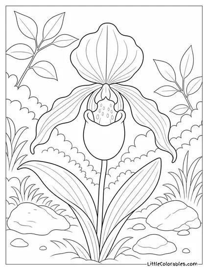 Single Lady Slipper Orchid with its Distinctive Pouch Petal Coloring Page