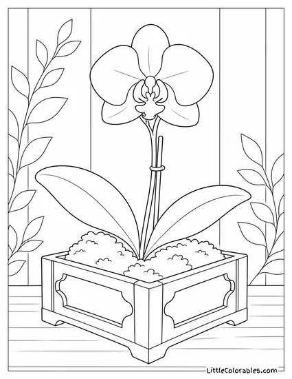 Single Orchid in a Decorative Moss Lined Wooden Box Coloring Page
