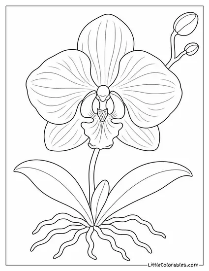 Single Orchid Pressed Flat as a Precise Botanical Illustration Coloring Page