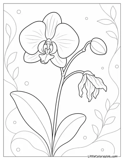 Single Orchid Stem with One Bloom One Bud and One Spent Flower Coloring Page