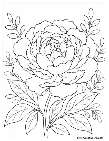 Single Peony Bloom Fully Open with Layered Ruffled Petals Coloring Page