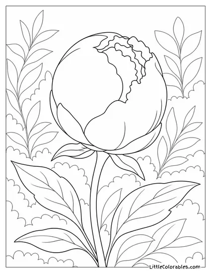Single Peony Bud with One Petal Just Unfurling Coloring Page