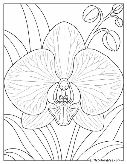 Single Phalaenopsis Orchid Bloom with Delicate Veining Close Up Coloring Page