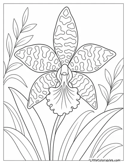 Single Tiger Orchid with Bold Patterned Petals Coloring Page