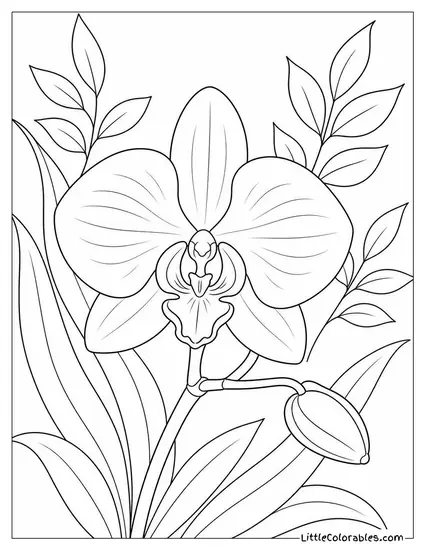 Single Vanilla Orchid with a Forming Pod on the Vine Coloring Page
