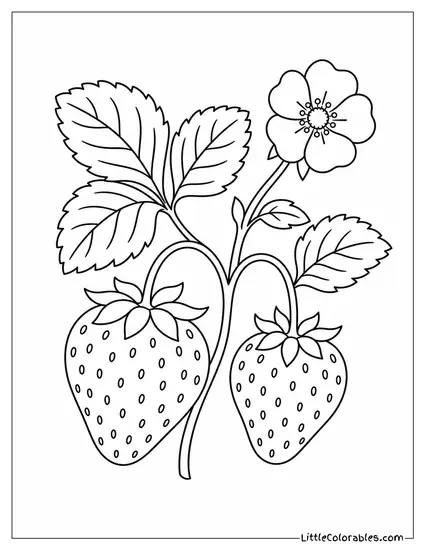 Two Strawberries Attached to a Stem With One Flower Blooming Coloring Page