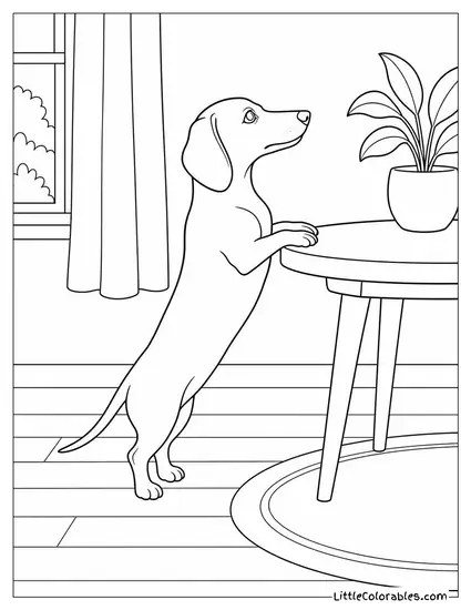 A Dachshund Standing on Its Hind Legs Reaching Up to a Low Table Coloring Page