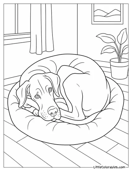 A Great Dane Curled Impossibly Small Trying to Fit in a Dog Bed Coloring Page