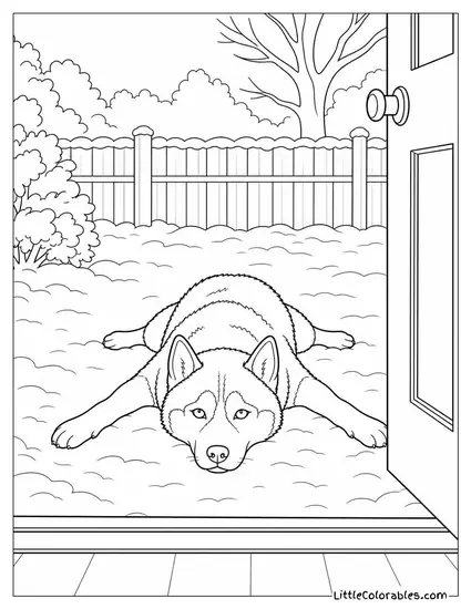 A Husky Lying Spread Eagled in the Snow Refusing to Come Inside Coloring Page