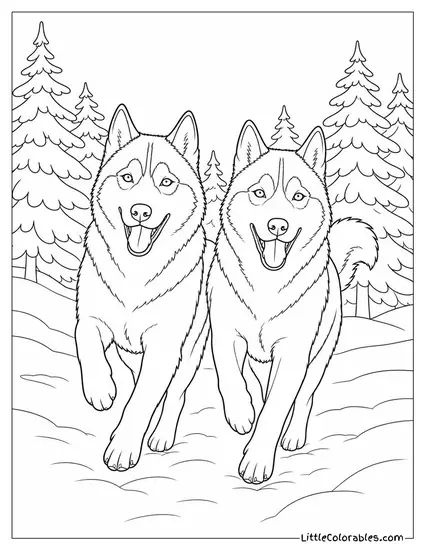 A Husky Pair Running Side by Side Through a Snow-Covered Pine Forest Coloring Page