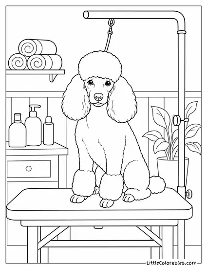 A Poodle Sitting at a Grooming Table Mid Haircut Coloring Page
