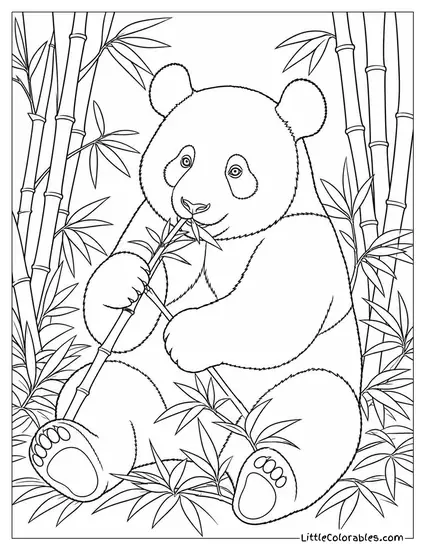 Giant Panda Sitting in Bamboo Pulling a Fresh Shoot to Its Mouth Coloring Page