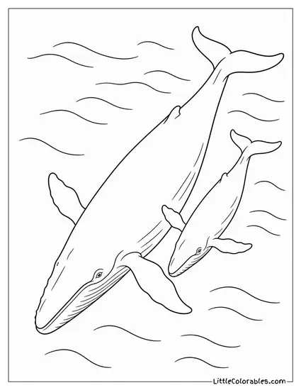 Blue Whale and Calf Seen from Aerial View Coloring Page
