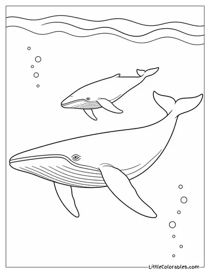 Blue Whale Calf Swimming Just Above Its Mother Coloring Page