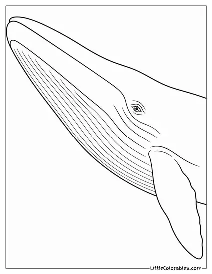 Blue Whale Close-Up Massive Rostrum Tiny Eye Coloring Page