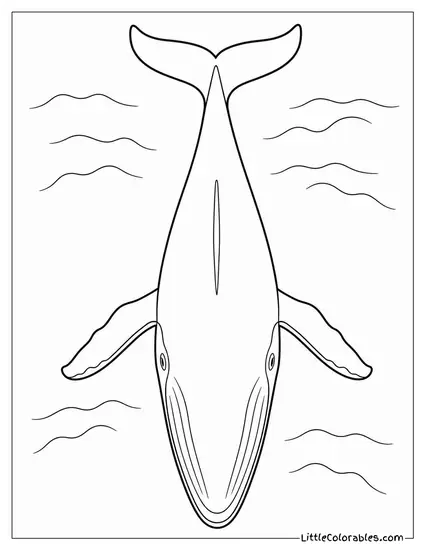Blue Whale Seen from Directly Above in Water Coloring Page