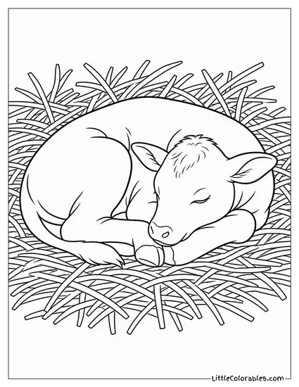 Calf Sleeping Curled in a Tight Ball in Deep Dry Straw Coloring Page