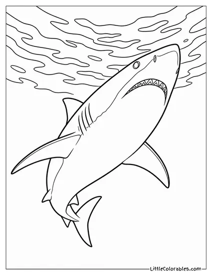 Great White Shark Seen from Below the Surface Coloring Page