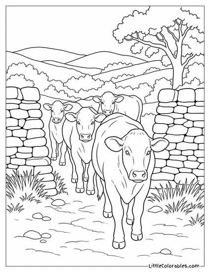 Herd of Limousin Cattle Moving Through a Gap in a Dry Stone Wall Coloring Page