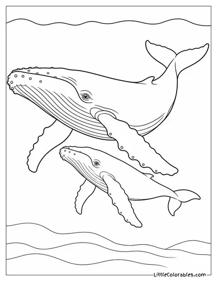 Humpback Whale Albino Calf Beside Its Grey Mother Coloring Page