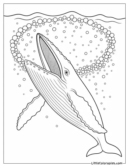 Humpback Whale Bubble Net Feeding Rising Open Mouthed Coloring Page