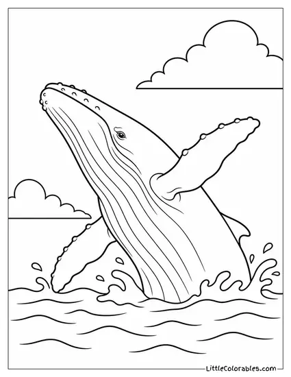 Humpback Whale Performing Surface Active Behaviours Coloring Page