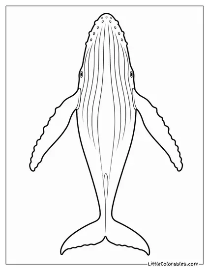 Humpback Whale Seen from Above Showing Full Body Coloring Page